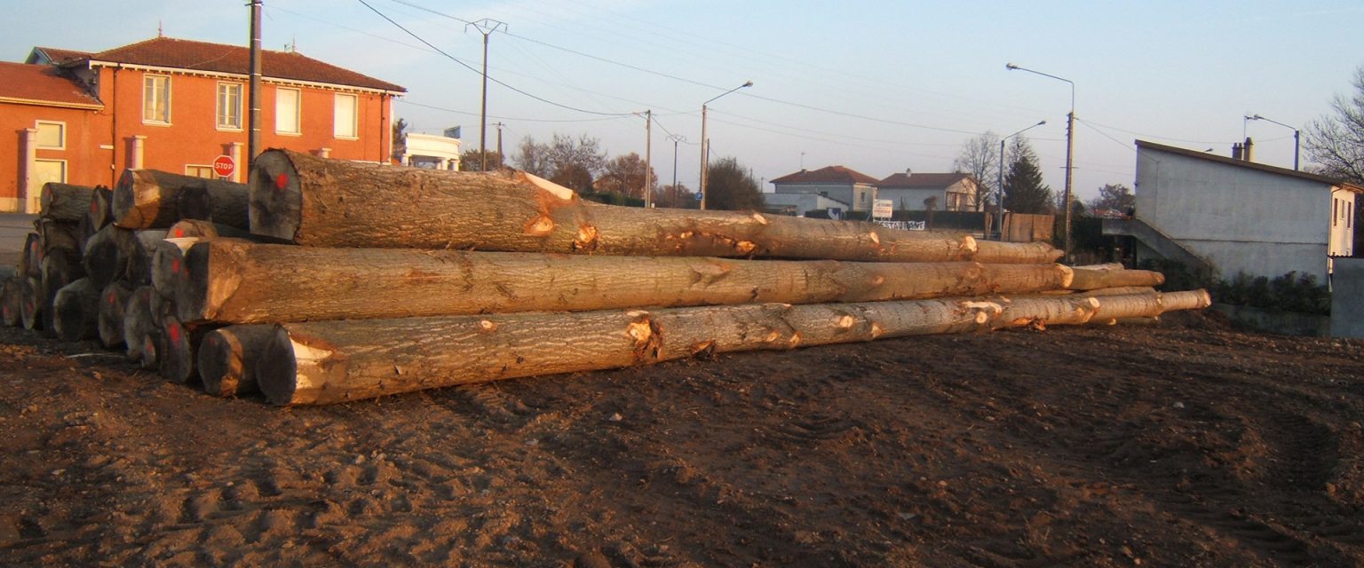 Abattage D Arbre Chazelles Sur Lyon Lornage Foret Agriculture Services