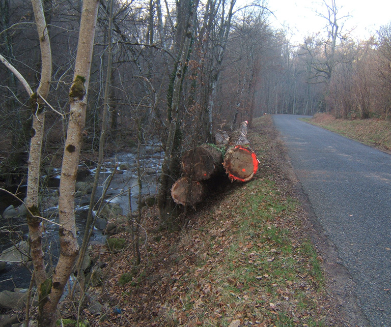 Abattage arbre Veauche : travaux de rivière